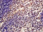 Phospho-ATG16 (Ser287) Antibody in Immunohistochemistry (Paraffin) (IHC (P))