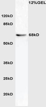 Phospho-ATG16 (Ser287) Antibody in Western Blot (WB)