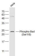 Phospho-Bad (Ser118) Antibody in Western Blot (WB)