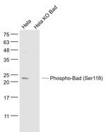 Phospho-Bad (Ser118) Antibody in Western Blot (WB)