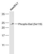 Phospho-Bad (Ser118) Antibody in Western Blot (WB)