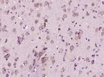 Phospho-CDKN1B (Thr187) Antibody in Immunohistochemistry (Paraffin) (IHC (P))