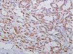 Phospho-Bcl-xL (Thr115) Antibody in Immunohistochemistry (Paraffin) (IHC (P))
