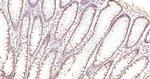 Phospho-CDKN1A (Thr145) Antibody in Immunohistochemistry (Paraffin) (IHC (P))