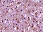 Phospho-Caspase-9 (Ser196) Antibody in Immunohistochemistry (Paraffin) (IHC (P))