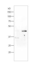 Phospho-Caspase-9 (Ser196) Antibody in Western Blot (WB)
