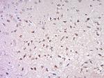 Phospho-Cdc25B (Ser186) Antibody in Immunohistochemistry (Paraffin) (IHC (P))