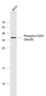 Phospho-cdc2 (Ser39) Antibody in Western Blot (WB)