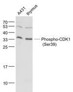 Phospho-cdc2 (Ser39) Antibody in Western Blot (WB)