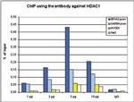 HDAC1 Antibody in ChIP Assay (ChIP)