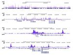 HDAC1 Antibody in ChIP-Sequencing (ChIP-seq)