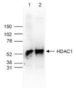 HDAC1 Antibody in Western Blot (WB)