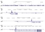 p53 Antibody in ChIP-Sequencing (ChIP-seq)
