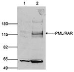 PML Antibody in Western Blot (WB)
