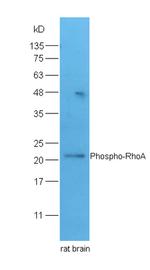 Phospho-RhoA (Ser188) Antibody in Western Blot (WB)