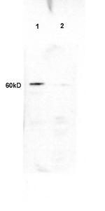 PLTP Antibody in Western Blot (WB)