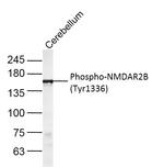 Phospho-NMDAR2B (Tyr1336) Antibody in Western Blot (WB)