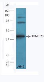 Phospho-HOMER3 (Thr36) Antibody in Western Blot (WB)
