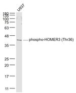 Phospho-HOMER3 (Thr36) Antibody in Western Blot (WB)