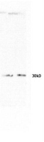 Phospho-MEK1 (Thr386) Antibody in Western Blot (WB)