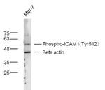 Phospho-ICAM1 (Tyr512) Antibody in Western Blot (WB)