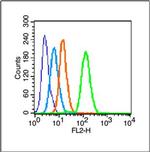 Phospho-c-Jun (Thr249) Antibody in Flow Cytometry (Flow)