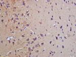 Phospho-MBP (Thr232) Antibody in Immunohistochemistry (Paraffin) (IHC (P))