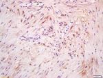 Phospho-ERK5 (Ser731, Thr733) Antibody in Immunohistochemistry (Paraffin) (IHC (P))