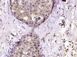 Phospho-ERK5 (Ser731, Thr733) Antibody in Immunohistochemistry (Paraffin) (IHC (P))