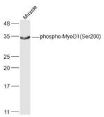 Phospho-MyoD1 (Ser200) Antibody in Western Blot (WB)