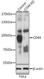 CD44 Antibody in Western Blot (WB)