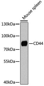 CD44 Antibody in Western Blot (WB)