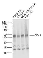 CD44 Antibody in Western Blot (WB)