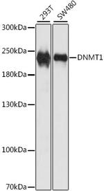 DNMT1 Antibody in Western Blot (WB)