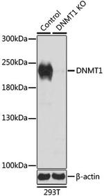 DNMT1 Antibody in Western Blot (WB)