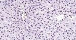 HMGB1 Antibody in Immunohistochemistry (Paraffin) (IHC (P))