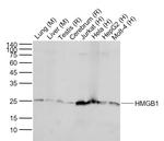HMGB1 Antibody in Western Blot (WB)