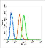 Phospho-NFKB1 (Ser337) Antibody in Flow Cytometry (Flow)