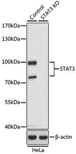 STAT3 Antibody in Western Blot (WB)