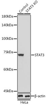 STAT3 Antibody in Western Blot (WB)