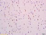 Phospho-NDEL1 (Ser231) Antibody in Immunohistochemistry (Paraffin) (IHC (P))