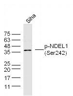 Phospho-NDEL1 (Ser242) Antibody in Western Blot (WB)