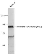 Phospho-PDGFRA (Tyr762) Antibody in Western Blot (WB)
