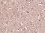 Phospho-PTPN6 (Tyr536) Antibody in Immunohistochemistry (Paraffin) (IHC (P))