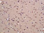 Phospho-TNIK (Ser769) Antibody in Immunohistochemistry (Paraffin) (IHC (P))