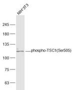 Phospho-TSC1 (Ser505) Antibody in Western Blot (WB)