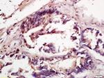 Phospho-c-Raf (Tyr341) Antibody in Immunohistochemistry (Paraffin) (IHC (P))