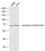 Phospho-c-Raf (Tyr341) Antibody in Western Blot (WB)