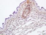 Phospho-c-Raf (Ser339) Antibody in Immunohistochemistry (Paraffin) (IHC (P))