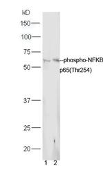 Phospho-NFKB p65 (Thr254) Antibody in Western Blot (WB)